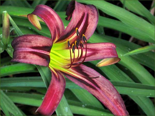 'Black Arrowhead'